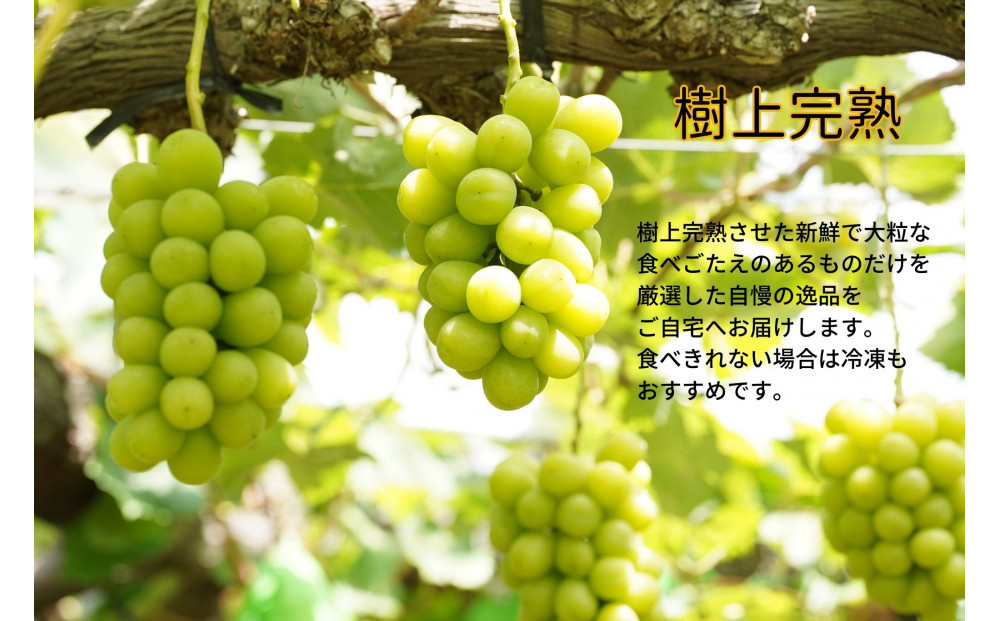 厳選 シャインマスカット・瀬戸ジャイアンツ 2～3房 合計1.7kg以上 詰合せ 産地直送 朝採れ ぶどう 葡萄 Kawahara Green Farm 岡山県産 2026年