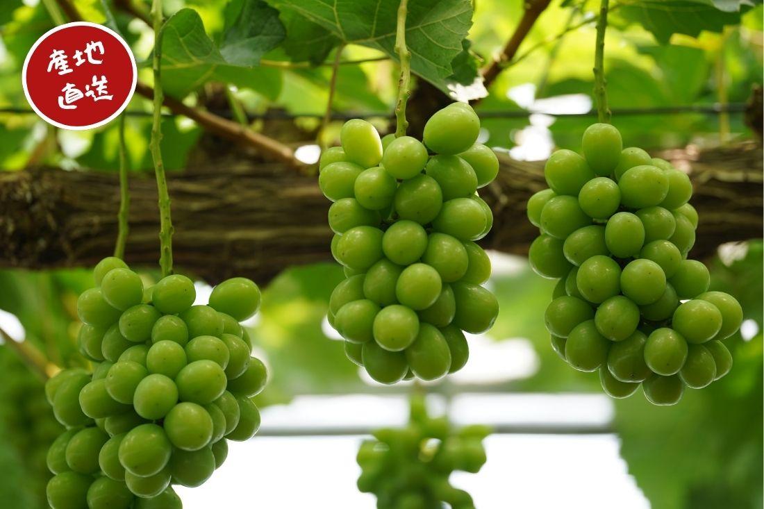 家庭用 シャインマスカット 2～3房 合計1.6kg以上 産地直送 朝採れ ぶどう 葡萄 シャイン マスカット 岡山 Kawahara Green Farm　岡山県産 2026年