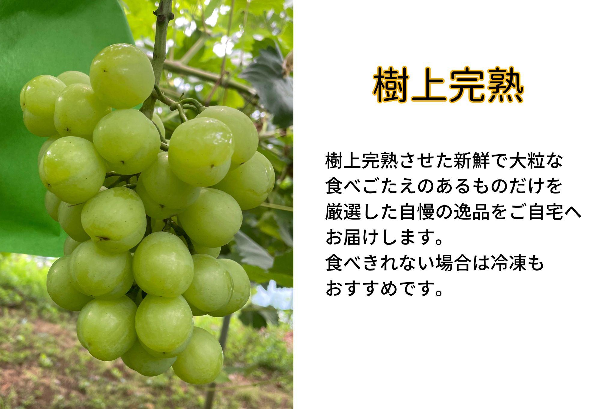 家庭用 瀬戸ジャイアンツ　2房 合計1.0kg以上 産地直送 朝採れ ぶどう 葡萄 岡山 Kawahara Green Farm　岡山県産 2026年