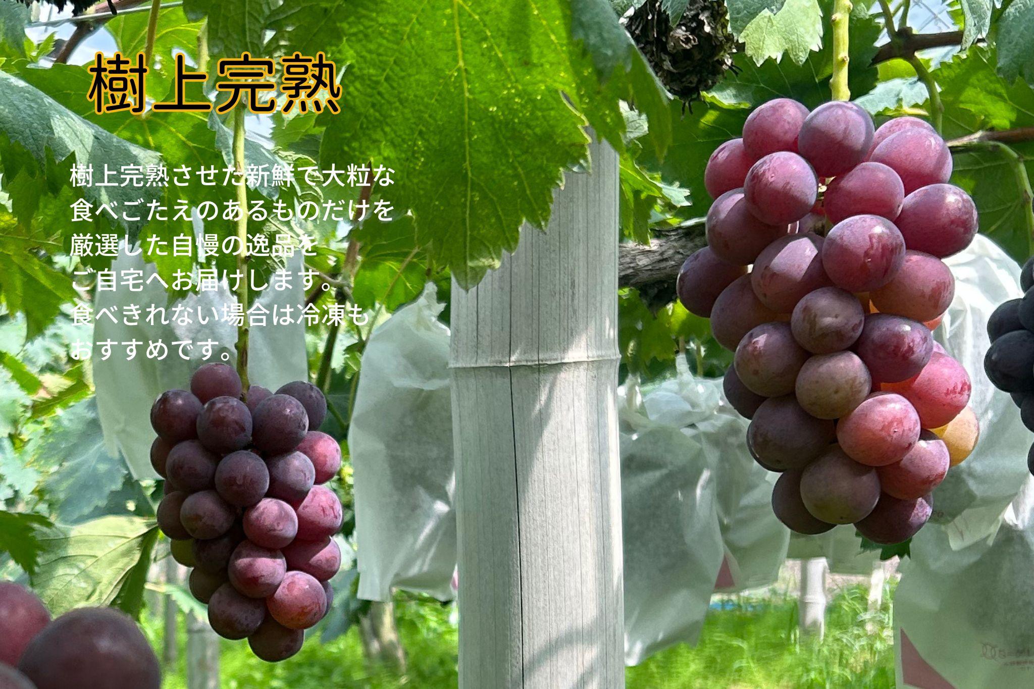 家庭用 ニューピオーネ　2～3房 合計1.4kg以上 産地直送 朝採れ ぶどう 葡萄 岡山 Kawahara Green Farm　岡山県産 2026年