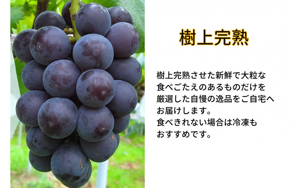 厳選 藤稔 1.0kg以上 2房 朝採れ ぶどう 葡萄  Kawahara Green Farm　岡山県産　2026年