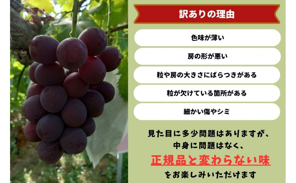 家庭用 藤稔　1.0kg以上 2房 朝採れ ぶどう 葡萄  Kawahara Green Farm　岡山県産　2026年