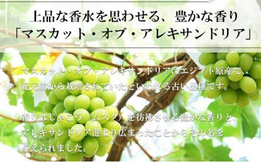 ぶどう 2026年 マスカット ・オブ・アレキサンドリア 約600g×1房 9月上旬～9月下旬発送分 ブドウ 葡萄  岡山県産 国産 フルーツ 果物 ギフト