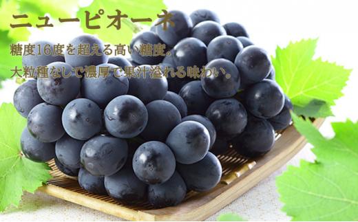 ぶどう 2026年 ニュー ピオーネ 1房 約500g  シャイン マスカット 晴王 1房 約500g 詰め合わせ ブドウ 葡萄  岡山県産 国産 フルーツ 果物 ギフト