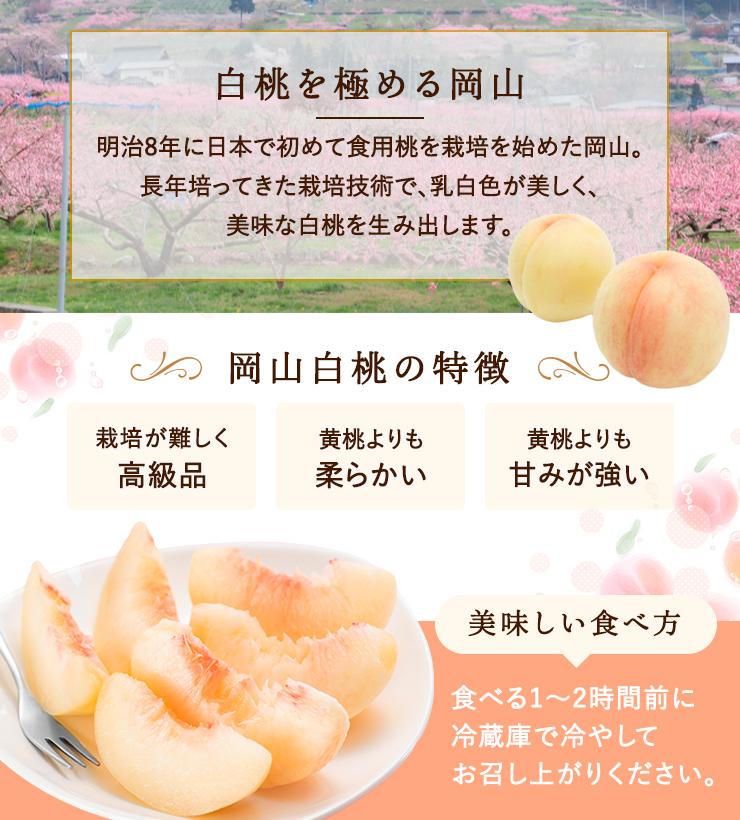 2026年  岡山県産　白桃6玉(1.5kg以上) 等級：ロイヤル 化粧箱入り