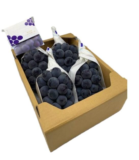 2026年  岡山県産　ニューピオーネ4房(1房480g以上)