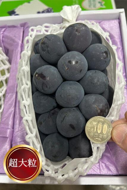 2026年  岡山県産　ぼっけえ大粒ニューピオーネ1房(800g以上) 化粧箱入り