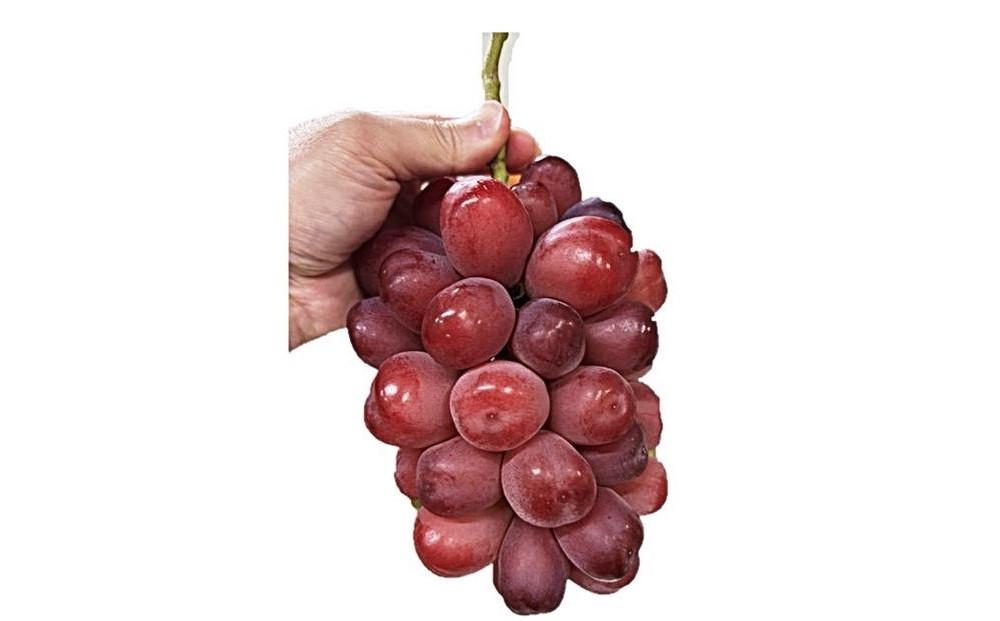 2026年秋発送 岡山県産 紫苑 1房 700ｇ以上 化粧箱入り