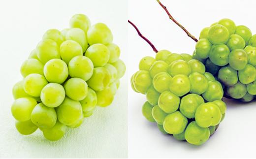 フルーツ 定期便 2026年  晴れの国 岡山 の 旬の フルーツ 定期便 6回コース 白桃 ぶどう 梨 岡山県産 国産 フルーツ 果物 ギフト