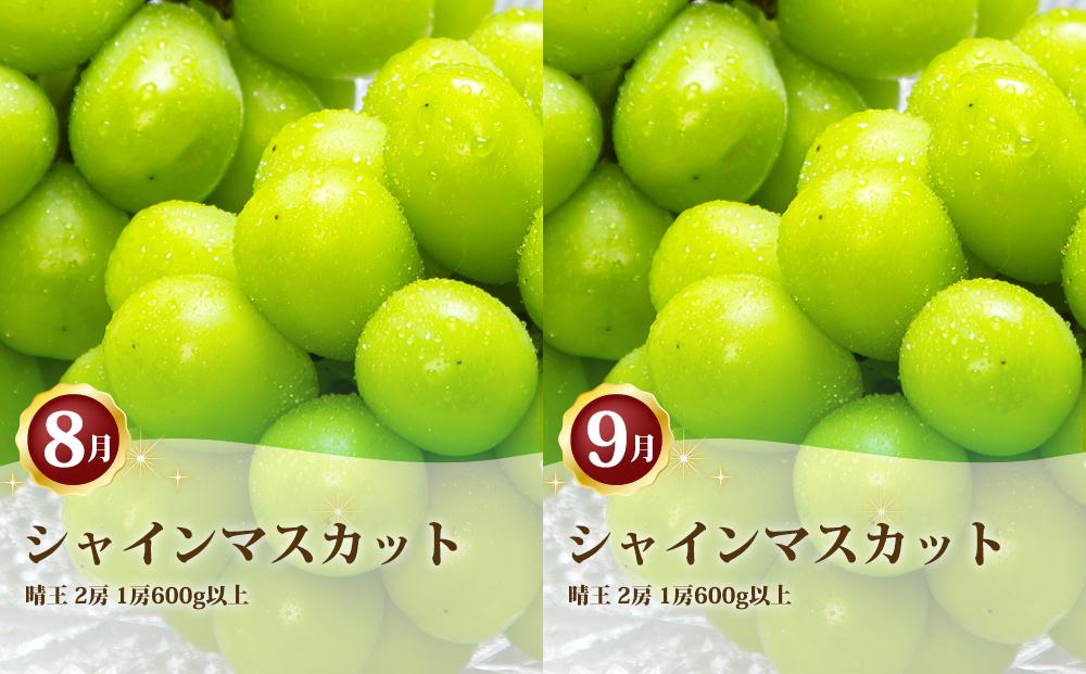 ぶどう 定期便 2026年 シャイン マスカット 晴王 各月2房（1房600g以上） 2回コース マスカット ブドウ 葡萄  岡山県産 国産 フルーツ 果物 ギフト