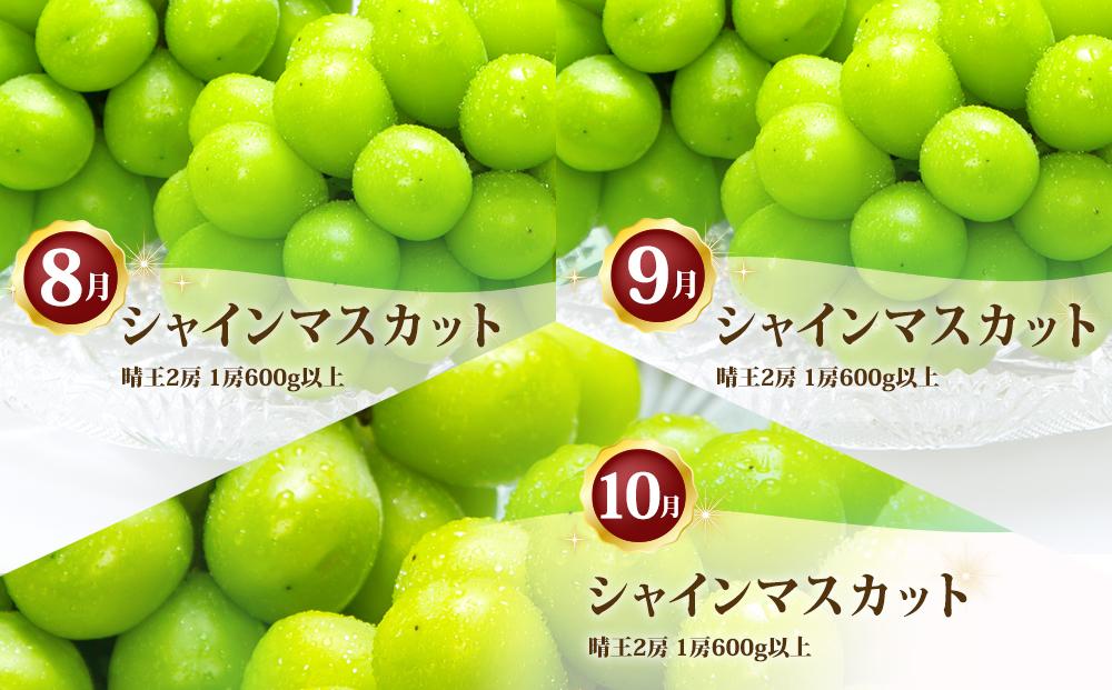 ぶどう 定期便 2026年 シャイン マスカット 晴王 各月2房（1房600g以上） 3回コース マスカット ブドウ 葡萄  岡山県産 国産 フルーツ 果物 ギフト