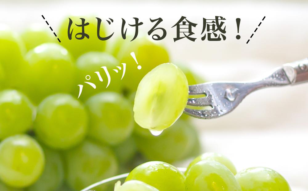 ぶどう 2026年 マスカット ・オブ・アレキサンドリア 1房 700g以上 化粧箱入り マスカット ブドウ 葡萄  岡山県産 国産 フルーツ 果物 ギフト