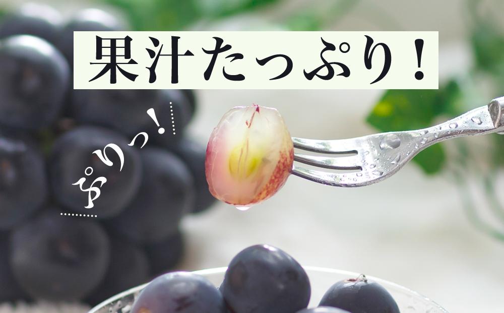 桃 ぶどう 2026年 果物 詰合せ 白桃 2玉（1玉220g以上）ニューピオーネ 2房（1房480g以上）化粧箱入り もも 葡萄 岡山県産 国産 フルーツ 果物 ギフト