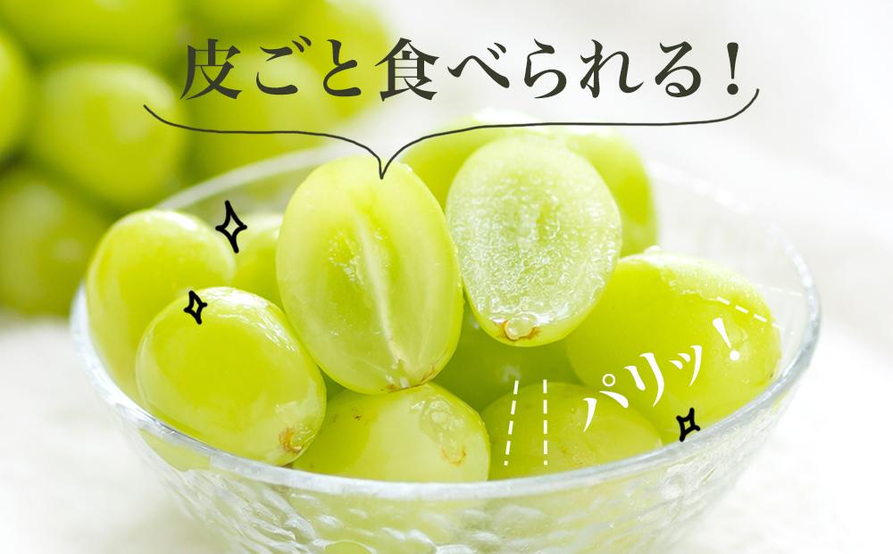 桃 ぶどう 2026年 果物 詰合せ 白桃 2玉（1玉220g以上）シャインマスカット 晴王 2房（1房480g以上）化粧箱入り もも 葡萄 岡山県産 国産 フルーツ 果物 ギフト