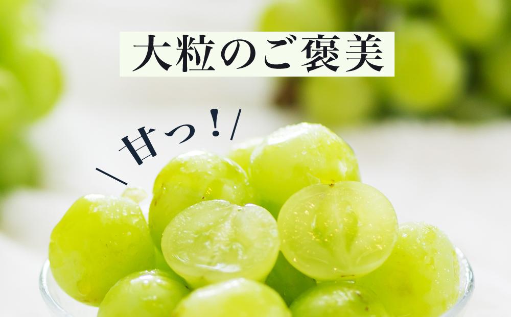 ぶどう 2026年 桃太郎 ぶどう 2房（1房480g以上）化粧箱入り ブドウ 葡萄  岡山県産 国産 フルーツ 果物 ギフト