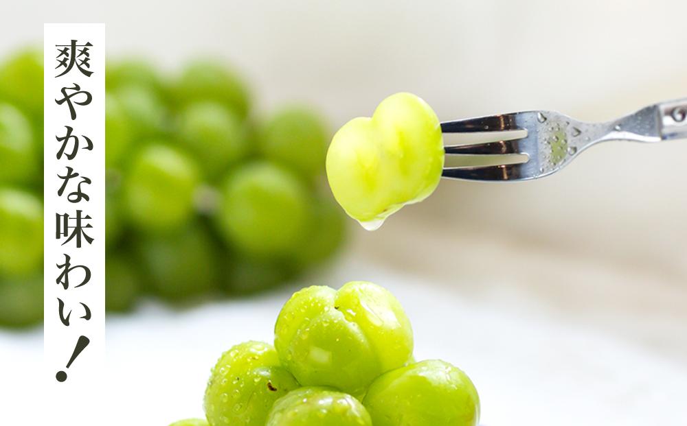 ぶどう 2026年  瀬戸 ジャイアンツ 2房（1房480g以上）約1kg 化粧箱入り ブドウ 葡萄  岡山県産 国産 フルーツ 果物 ギフト