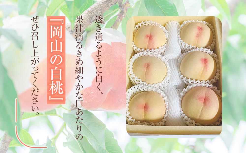 桃  2026年 岡山県産 白桃6玉(1.6kg以上) 化粧箱入り