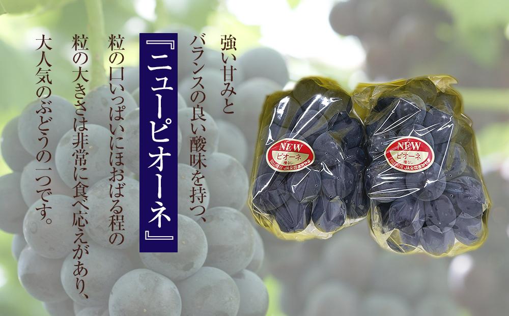 ぶどう 2026年 岡山県産 ニューピオーネ2房(1房480g以上) 化粧箱入り