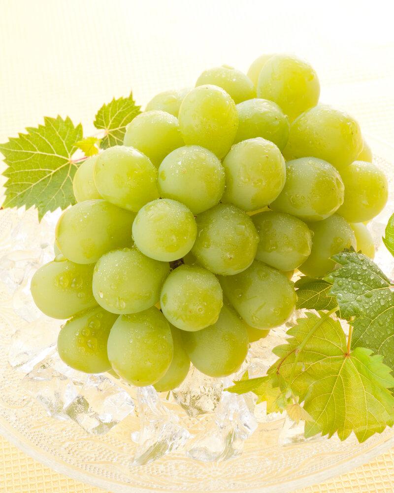 ぶどう 2026年 岡山県産 マスカットオブアレキサンドリア1房(600g以上・秀品以上) 化粧箱入り