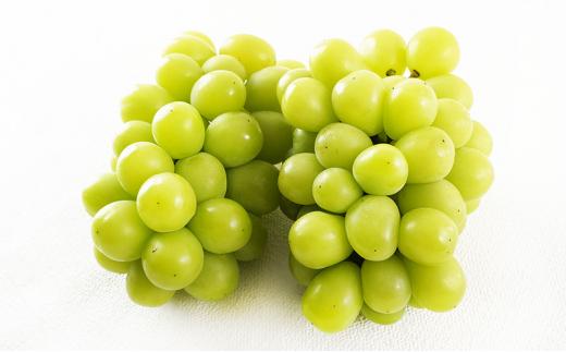 桃 ぶどう 定期便 （隔月） 2026年 晴れの国 岡山の フルーツ 定期便 3回 コース 白桃 もも 葡萄 シャイン マスカット 葡萄 岡山産 国産 フルーツ 果物 ギフト