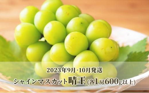 ぶどう 2026年 晴れの国 岡山の シャイン マスカット 晴王 定期便 2回（各1房600g以上） 葡萄 岡山県産 国産 フルーツ 果物 ギフト