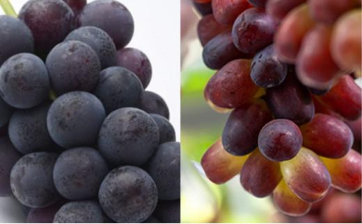 フルーツ 2026年 晴れの国 岡山 の フルーツ 定期便 6回コース 桃 ぶどう 梨 岡山県産 国産 フルーツ 果物 ギフト