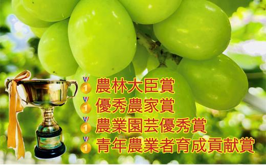 ぶどう 2026年  シャイン マスカット 大粒のみ 36粒 ＪＥＷＥＬＢＯＸ ギフト 贈り物 岡山 国産 果物 フルーツ シャイン マスカット