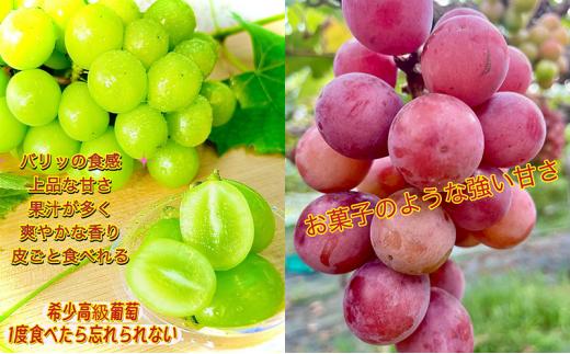 ぶどう 2026年 シャインマスカット クイーンニーナ 大粒のみ 36粒 ＪＥＷＥＬＢＯＸ ギフト 贈り物 岡山 国産 果物 フルーツ シャイン マスカット