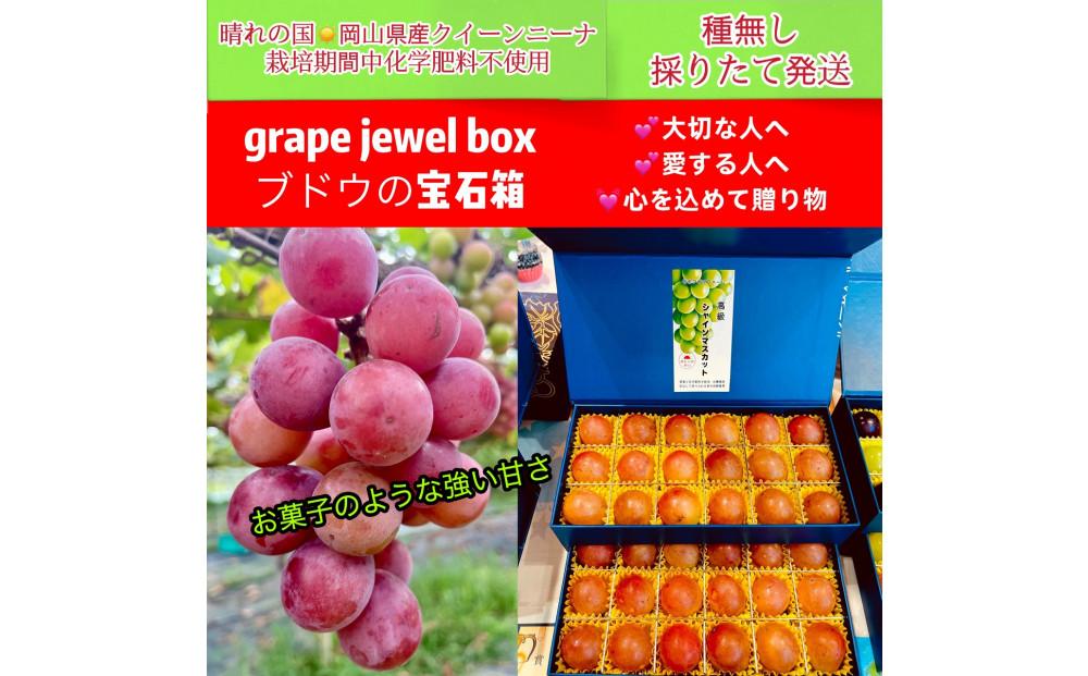 ぶどう 2026年  クイーンニーナ 大粒のみ 36粒 ＪＥＷＥＬＢＯＸ ギフト 贈り物 岡山 国産 果物 フルーツ