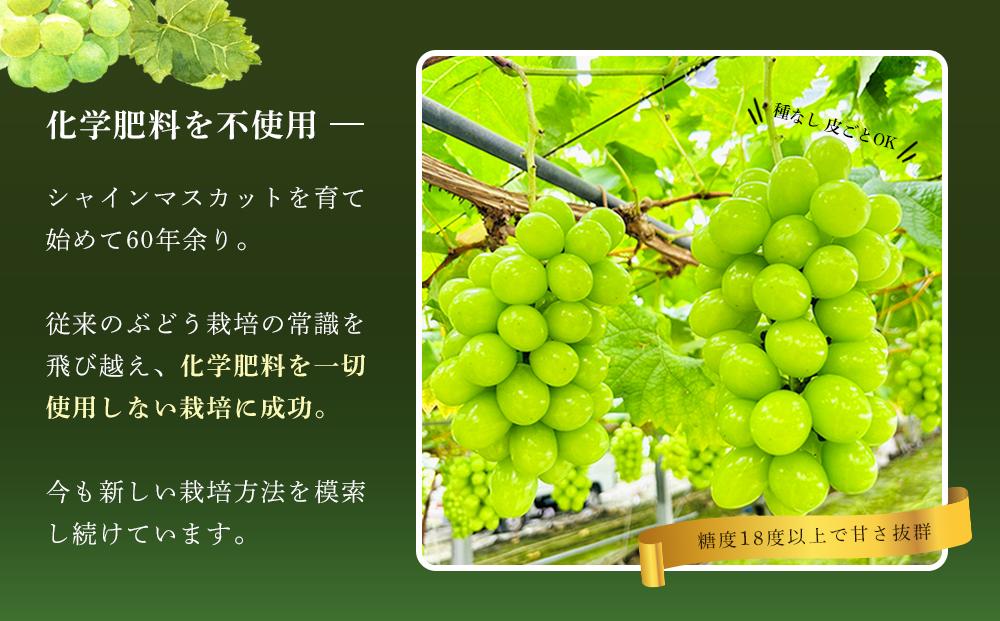 ぶどう 2026年  シャインマスカット 厳選 秀品 約2kg 3～5房 農林大臣賞受賞 岡山 国産 果物 フルーツ シャイン マスカット 2026年7月上旬から発送