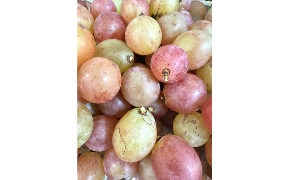 ぶどう 2026年  クイーンニーナ シャインマスカット 秀品 粒だけ 約1kg 農林大臣賞受賞 岡山 国産 果物 フルーツ シャイン マスカット2026年8月上旬から発送