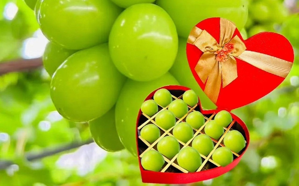 ぶどう2026年  岡山県産シャインＪｅｗｅｌｒｙ ｂｏｘ赤ゴールドリボン化粧箱入り18粒贈答用