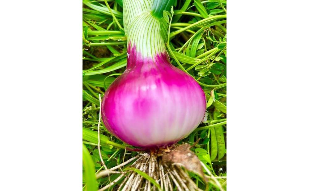 岡山市産 赤紫玉ねぎ3kg(サイズ混合)栽培期間中農薬・除草剤不使用自然の力健康野菜