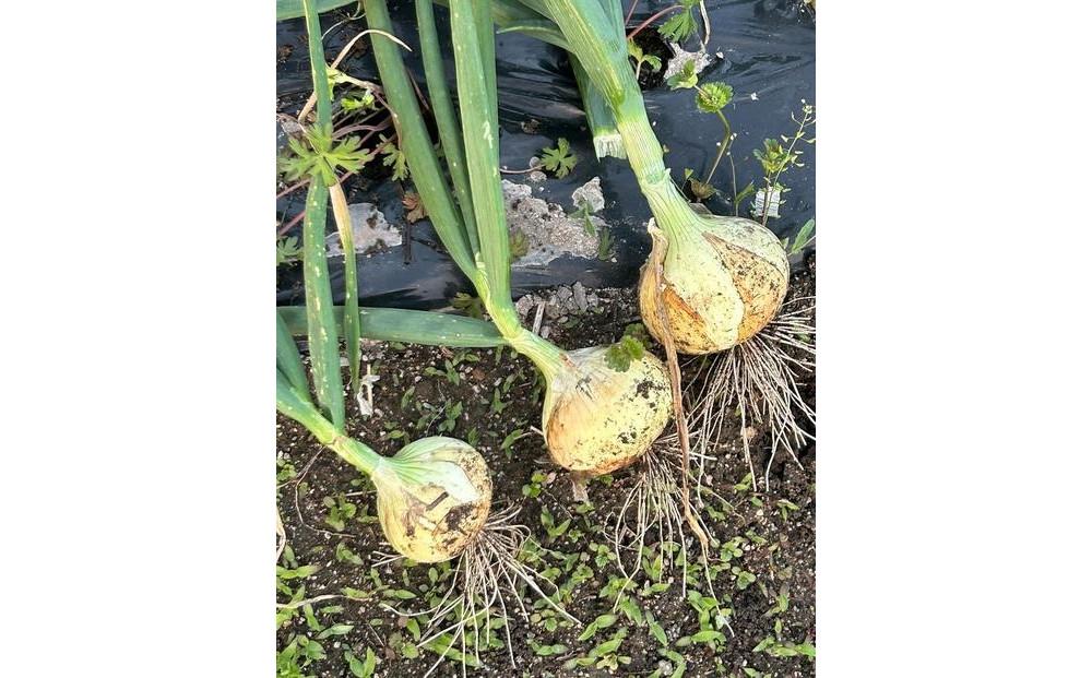岡山市産 玉ねぎ3kg(サイズ混合)栽培期間中農薬・除草剤不使用全て自然の力健康野菜