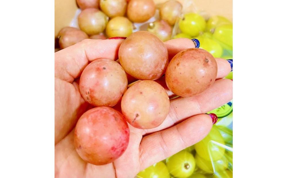 ぶどう2026年  クイーンニーナ シャインマスカット マイハート 秀品 粒だ2.4kg 農林大臣賞受賞 岡山 国産 果物 フルーツ 食べ比べ2026年8月中旬から発送