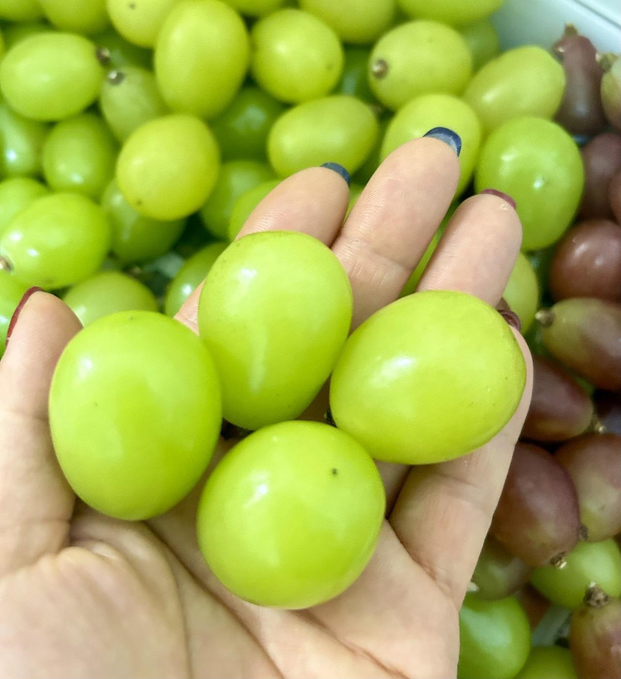 ぶどう 2026年  シャインマスカット 秀品 粒だけ 約3kg 岡山 国産 果物 フルーツ  2026年6月下旬から発送