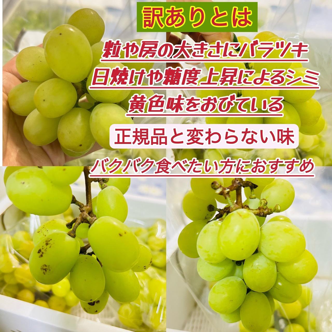 ぶどう 2026年  シャインマスカット 家庭用 約2kg | 岡山 国産 果物 訳あり フルーツ シャイン マスカット2026年7月中旬から発送