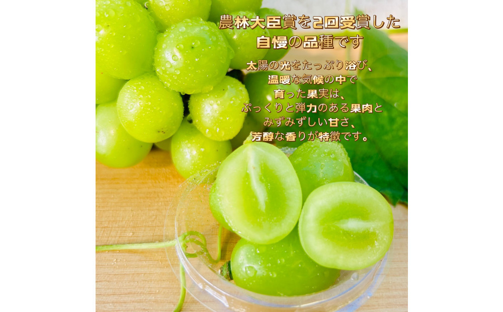 ぶどう2026年シャインマスカット18粒入り化粧箱ブラック