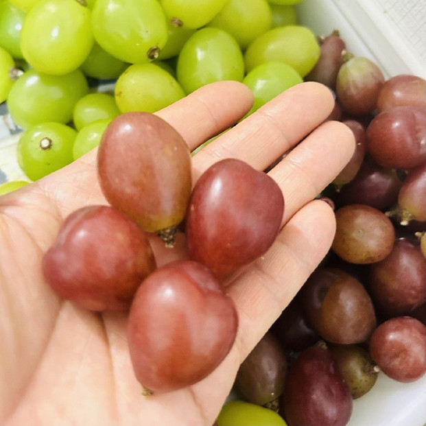 ぶどう2026年マイハート18粒入り化粧箱レッド