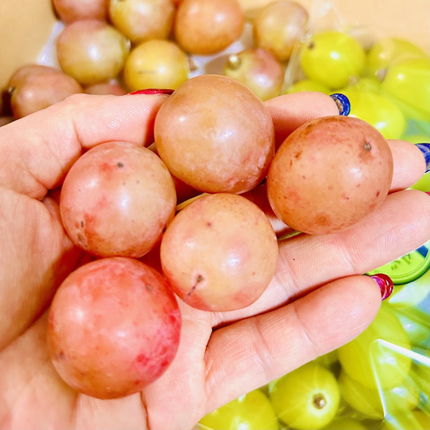 ぶどう2026年クイーンニーナ18粒入り化粧箱レッド