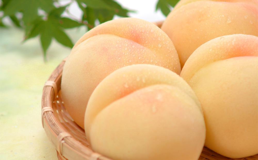 【定期便2回】白桃 5～7玉 約1.2kg（7月発送）・ ニューピオーネ 2房 約950g（9月発送）【定期便 白桃 桃 もも モモ ニューピオーネ 葡萄 ぶどう ブドウ 果物 フルーツ 岡山県 倉敷市 おすすめ 人気】