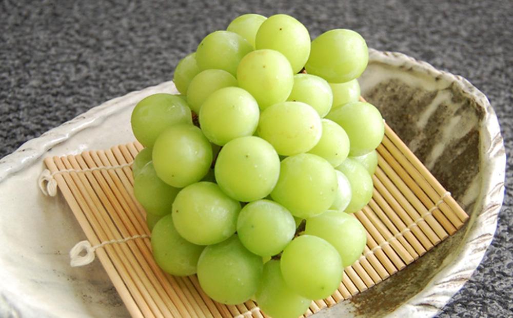 【定期便2回】シャインマスカット 1房 約600g（9月発送）・ 新高梨 4～5玉 約2.5kg（10月発送）【定期便 シャインマスカット マスカット 葡萄 ぶどう ブドウ 新高梨 梨 なし ナシ 果物 フルーツ 岡山県 倉敷市 おすすめ 人気】