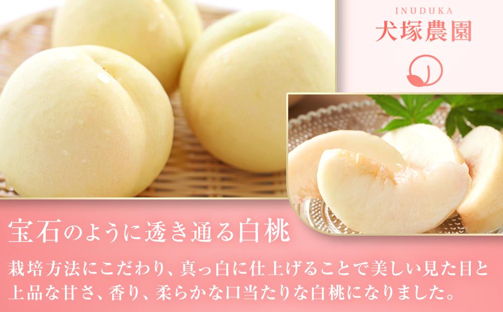 固めの 桃 2026年  ご家庭用 岡山市一宮産 白桃（晩生種）約1.3kg 4～6玉 もも モモ フルーツ 果物 犬塚農園