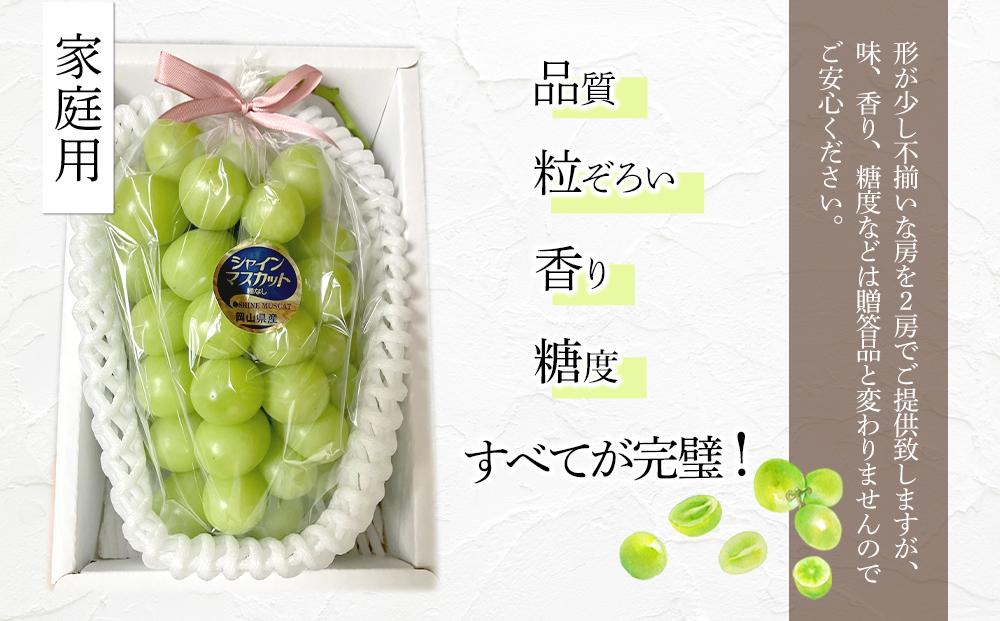 ぶどう 2026年  糖度18度以上 岡山県産 シャインマスカット 800g以上 1房 家庭用＜9月以降発送＞