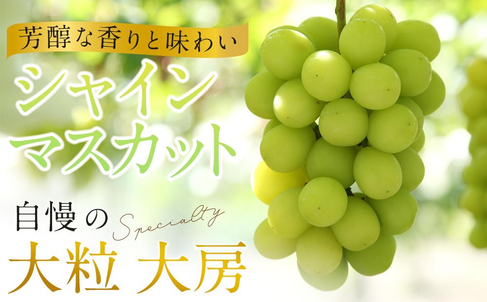 ぶどう 2025年  黒川農園 自慢 ! の 大粒 大房 シャイン マスカット 1房 700g以上 ブドウ 葡萄  岡山県産 国産 フルーツ 果物 ギフト