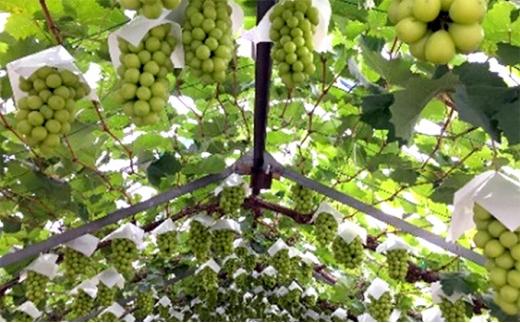 五果苑 越冬ぶどう シャインマスカット 1房（1房約600g）