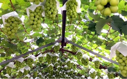 五果苑 越冬ぶどう  シャインマスカット 2房（1房約1.0kg）