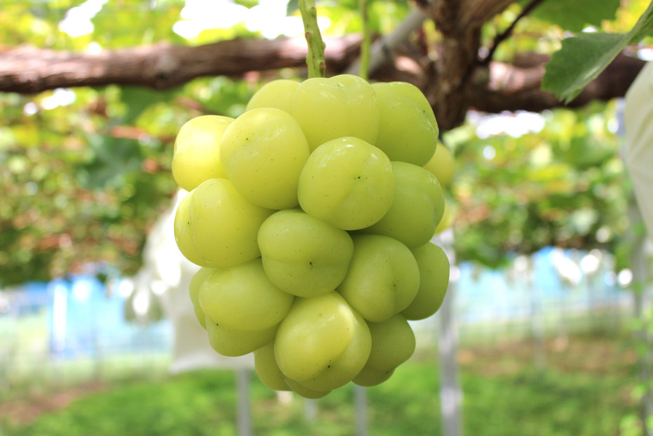 【2026年発送】びっくりサイズの大粒ぶどう 岡山県産 雄宝 １房(約1.0kg)
