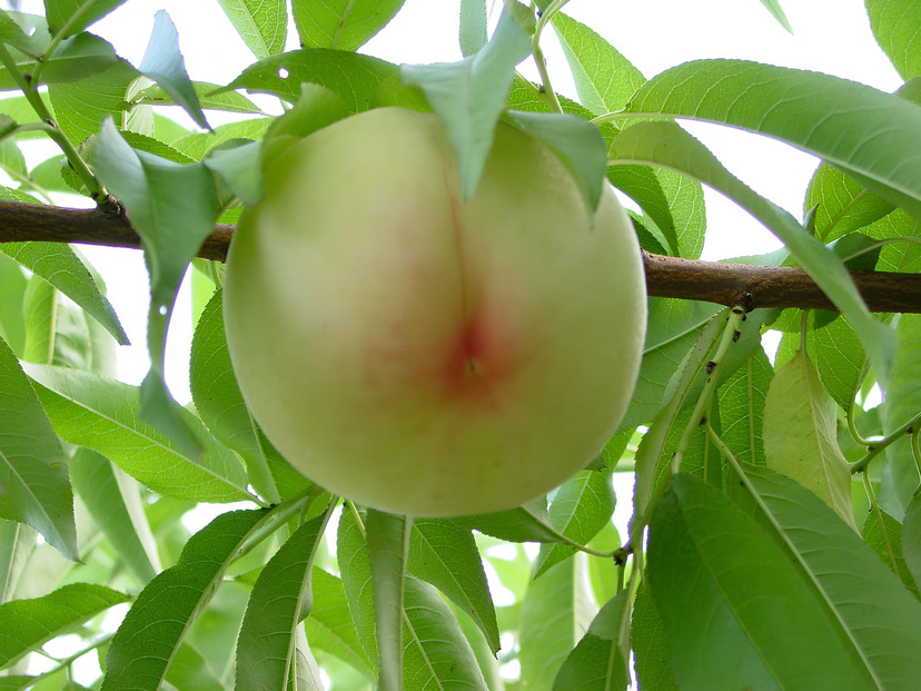 【2026年発送】とろける岡山の大玉白桃   3玉（約1.0kg）