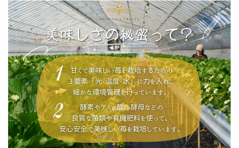 かもめファーム 晴苺 化粧箱 400g（9～15粒）岡山県産 いちご 秀品